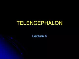 TELENCEPHALON
