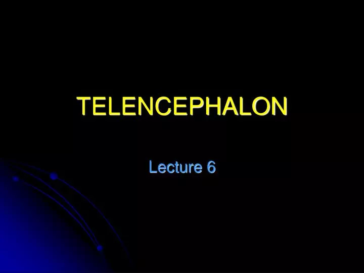 telencephalon