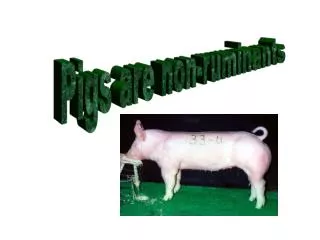 Pigs are non-ruminants