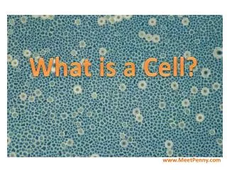 What is a Cell?