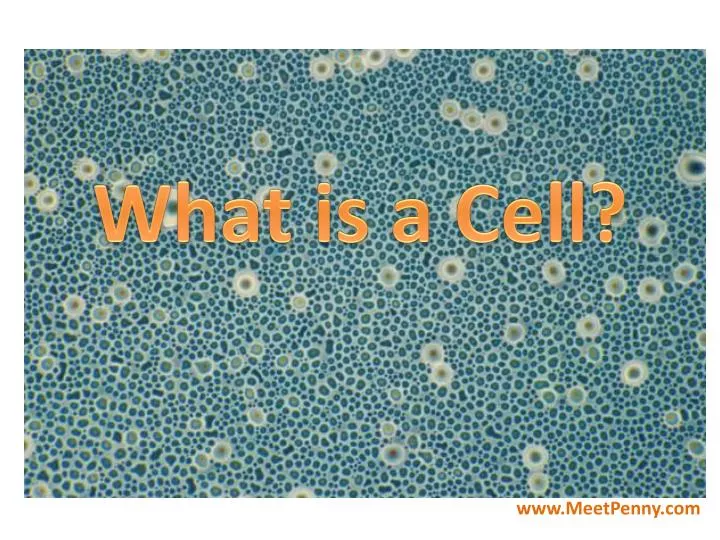 what is a cell