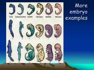 More embryo examples