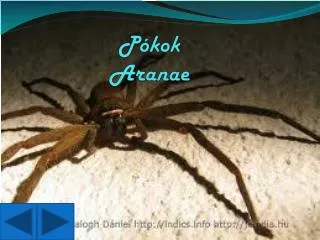 p kok aranae