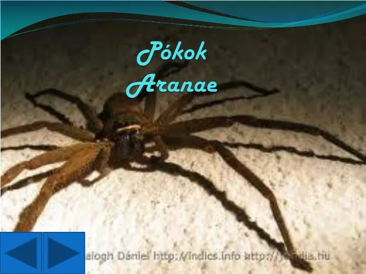 p kok aranae