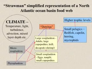 Large zooplankton - Adults, large copepodites, krill, decapods (shrimp )