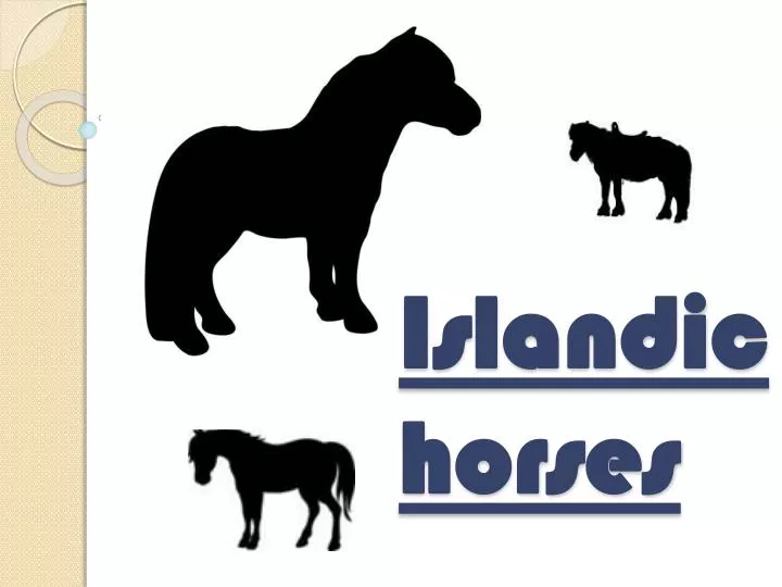 islandic horses
