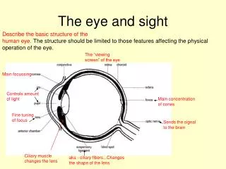 The eye and sight