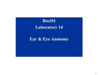 Bio101 Laboratory 14 Ear &amp; Eye Anatomy