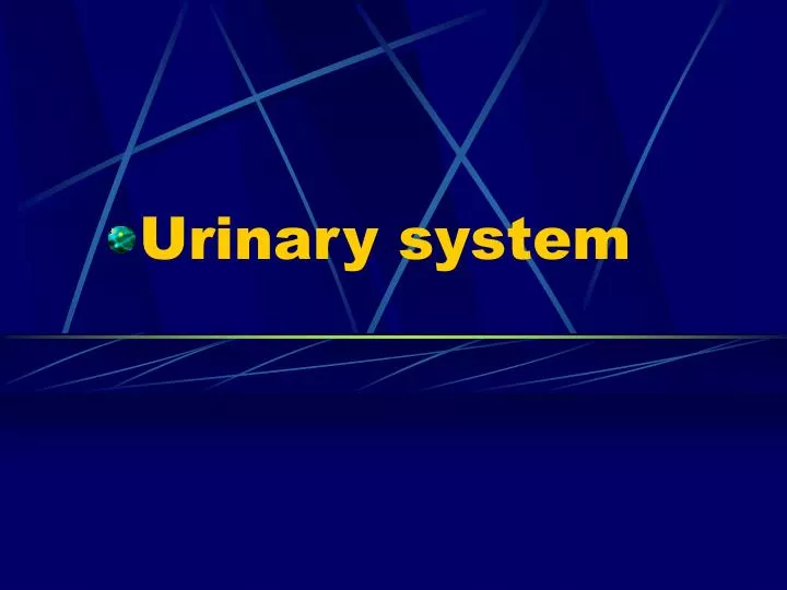 urinary system