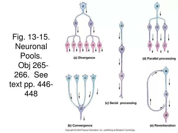 fig 13 15 neuronal pools obj 265 266 see text pp 446 448