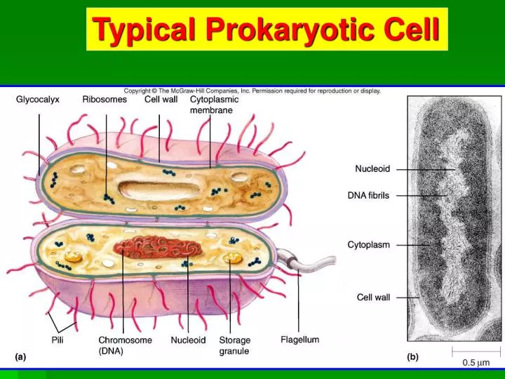 typical prokaryotic cell