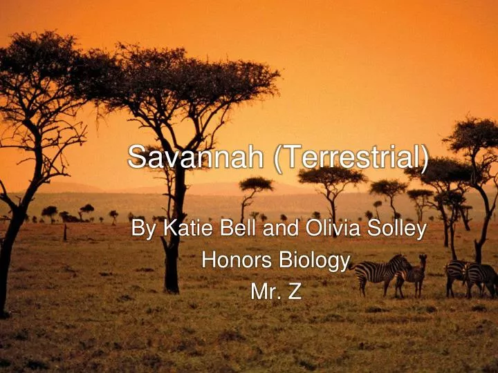 savannah terrestrial
