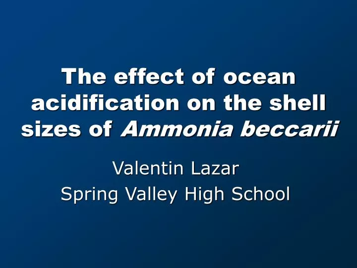 the effect of ocean acidification on the shell sizes of ammonia beccarii