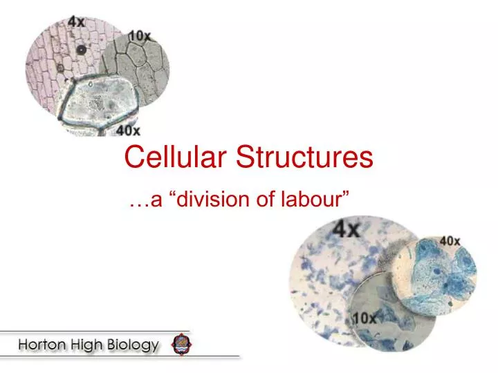 cellular structures
