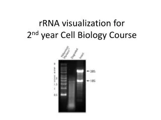 rRNA visualization for 2 nd year Cell Biology Course