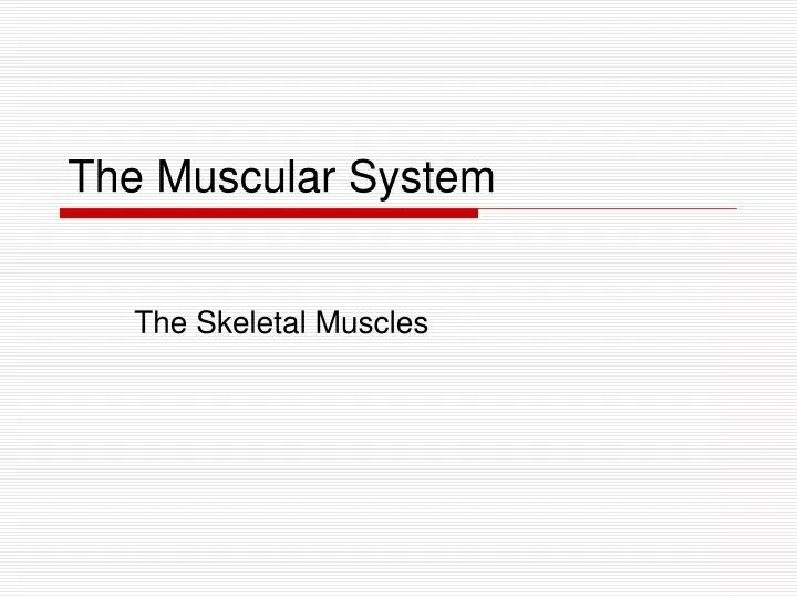 the muscular system