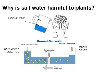 Why is salt water harmful to plants?