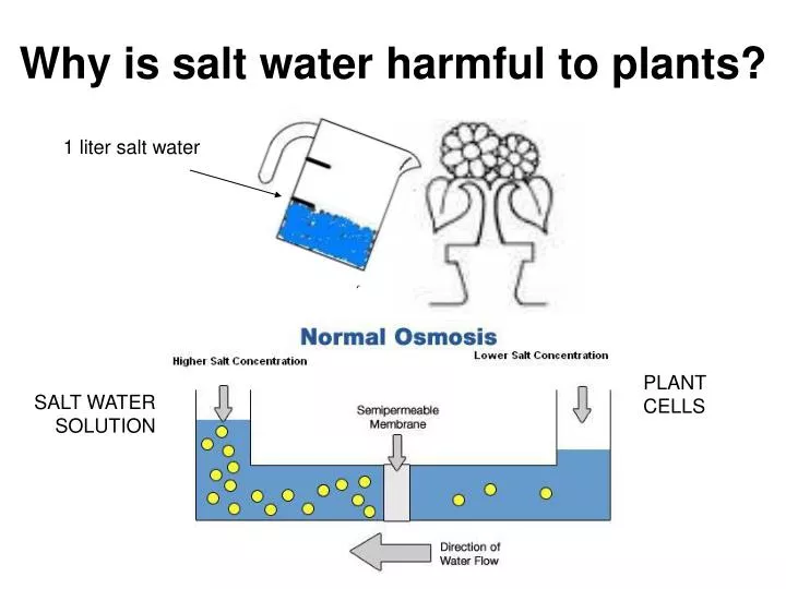 why is salt water harmful to plants