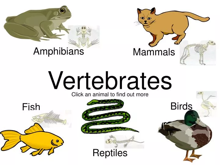 powerpoint presentation of vertebrates