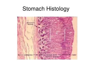 Stomach Histology