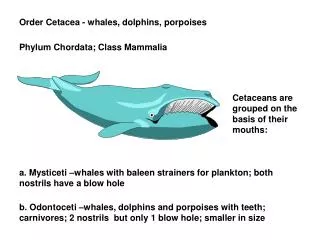 Order Cetacea - whales, dolphins, porpoises