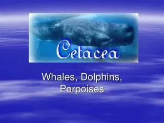 Whales, Dolphins, Porpoises