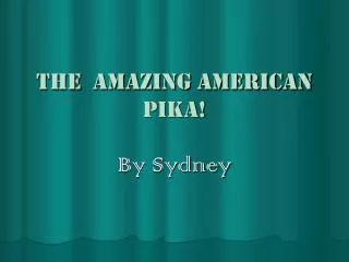 The amazing American PIKA!