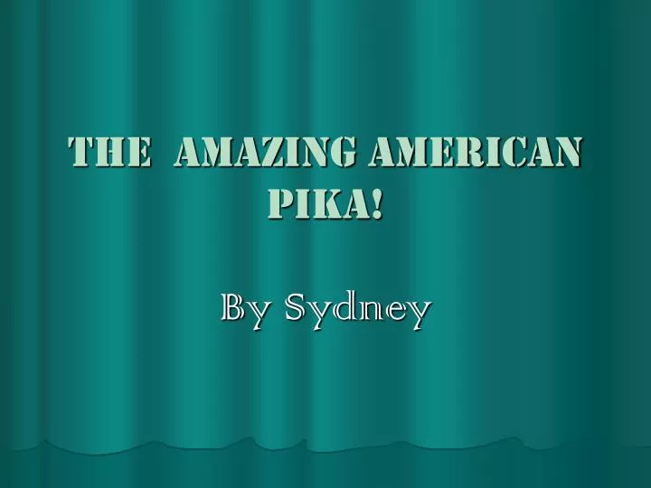 the amazing american pika