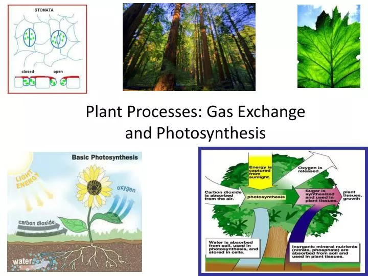 plant processes gas exchange and photosynthesis