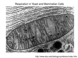 Respiration in Yeast and Mammalian Cells