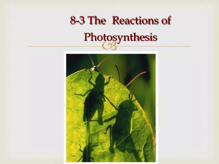 8 3 the reactions of photosynthesis