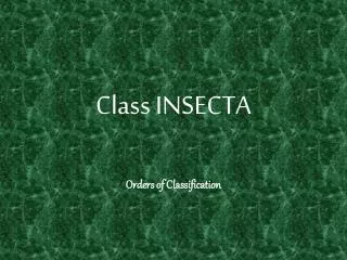 Class INSECTA