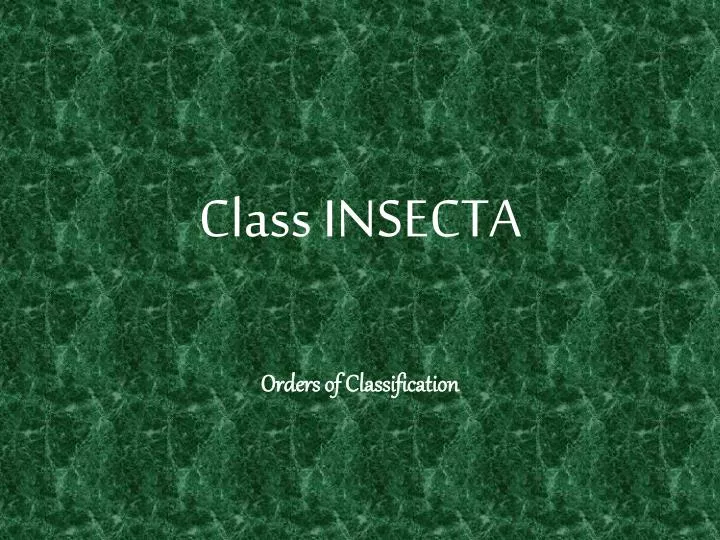 class insecta