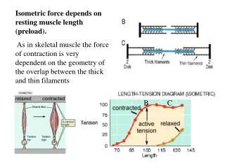 Isometric force depends on resting muscle length (preload).