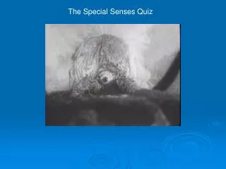 The Special Senses Quiz