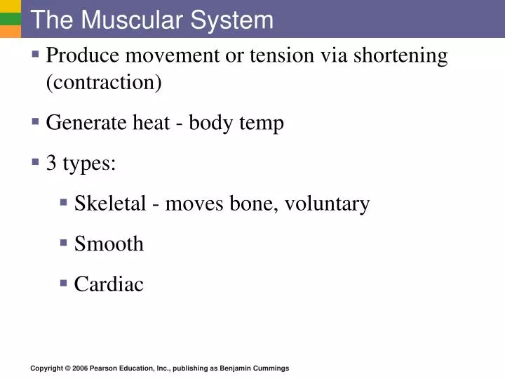 the muscular system