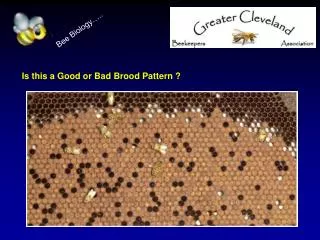 Is this a Good or Bad Brood Pattern ?