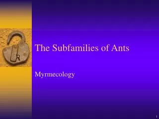 The Subfamilies of Ants