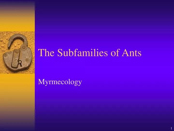 the subfamilies of ants
