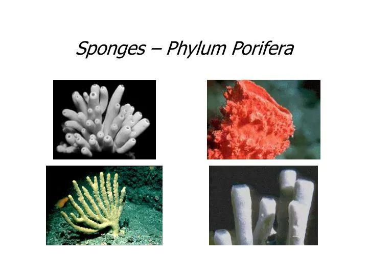 sponges phylum porifera