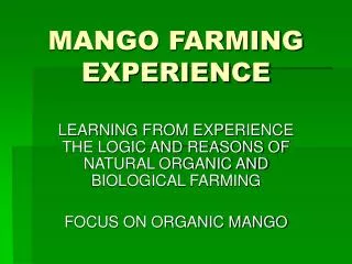 MANGO FARMING EXPERIENCE