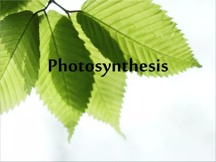 photosynthesis