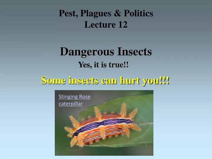 pest plagues politics lecture 12 dangerous insects