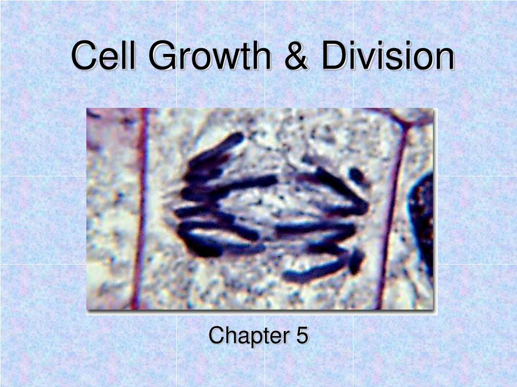 PPT - Cell Growth & Division PowerPoint Presentation, free download ...