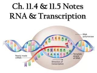 Ch. 11.4 &amp; 11.5 Notes RNA &amp; Transcription