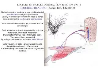 LECTURE 13: MUSCLE CONTRACTION &amp; MOTOR UNITS