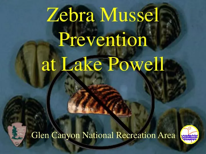 zebra mussel prevention at lake powell