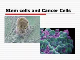 Stem cells and Cancer Cells