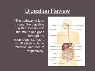 Digestion Review