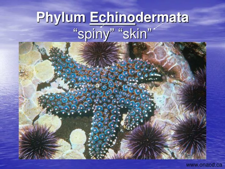 phylum echino dermata spiny skin